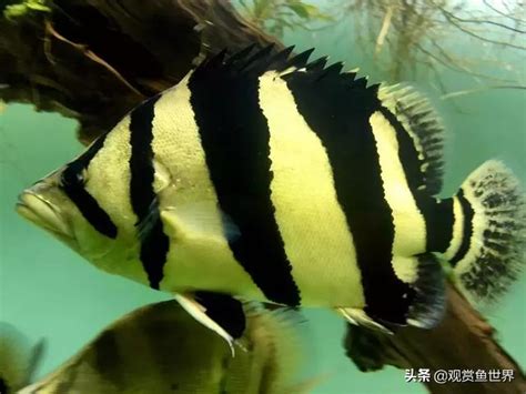 虎魚飼養|泰北虎魚好養嗎，怎麼養